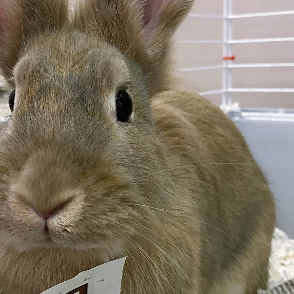 Flopsy